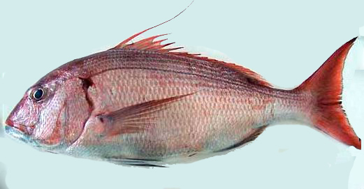 Dentex gibbosus_11.jpg